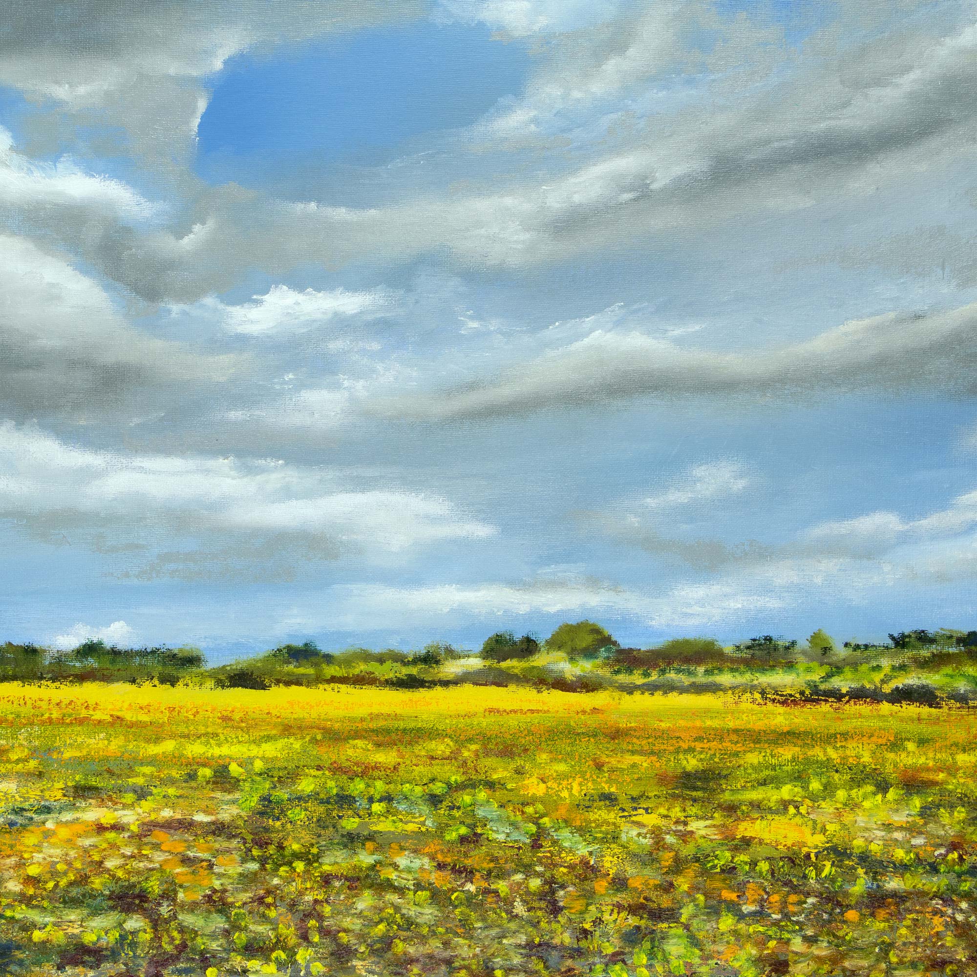 Buttercup Field, Darenth Country Park