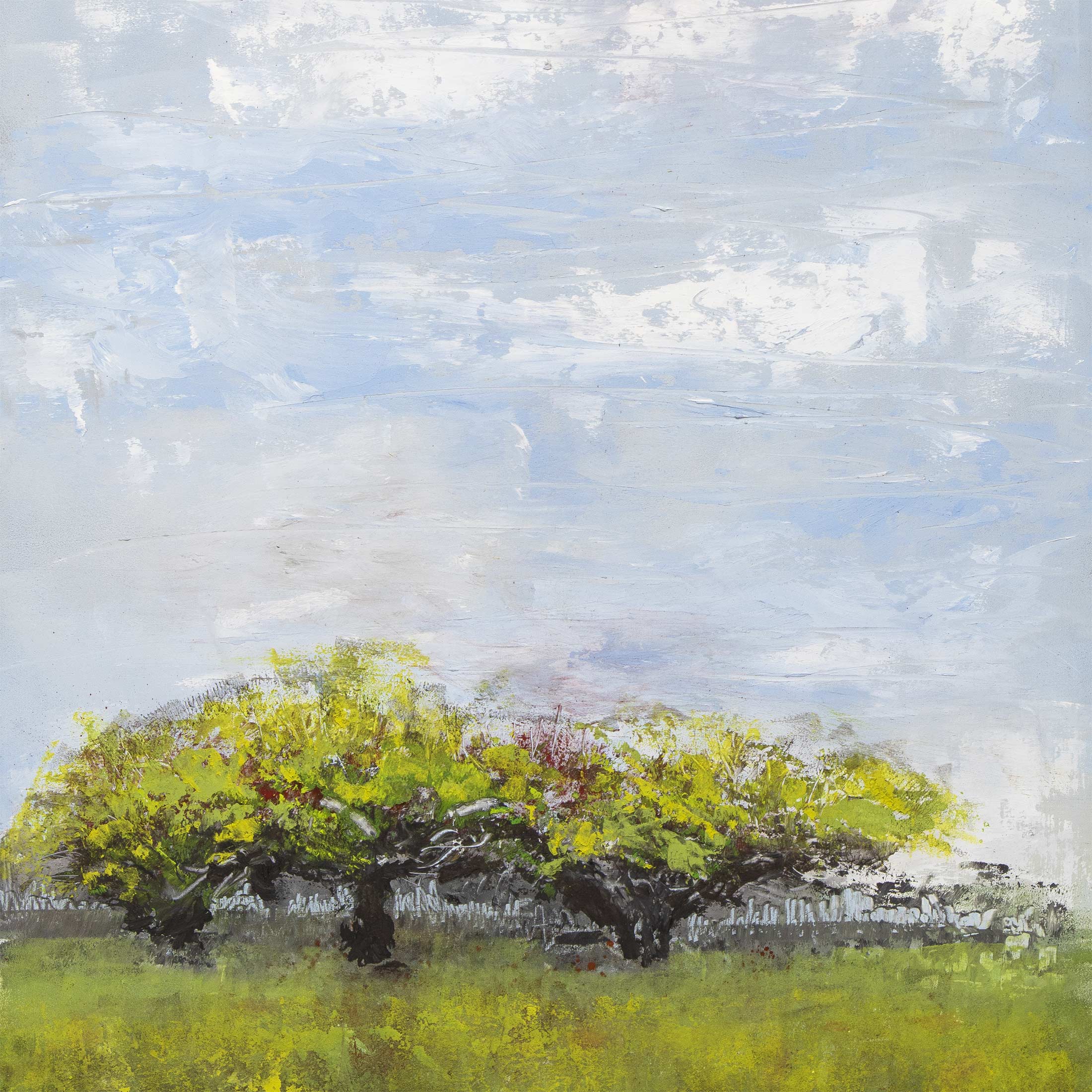 Hawthorn II