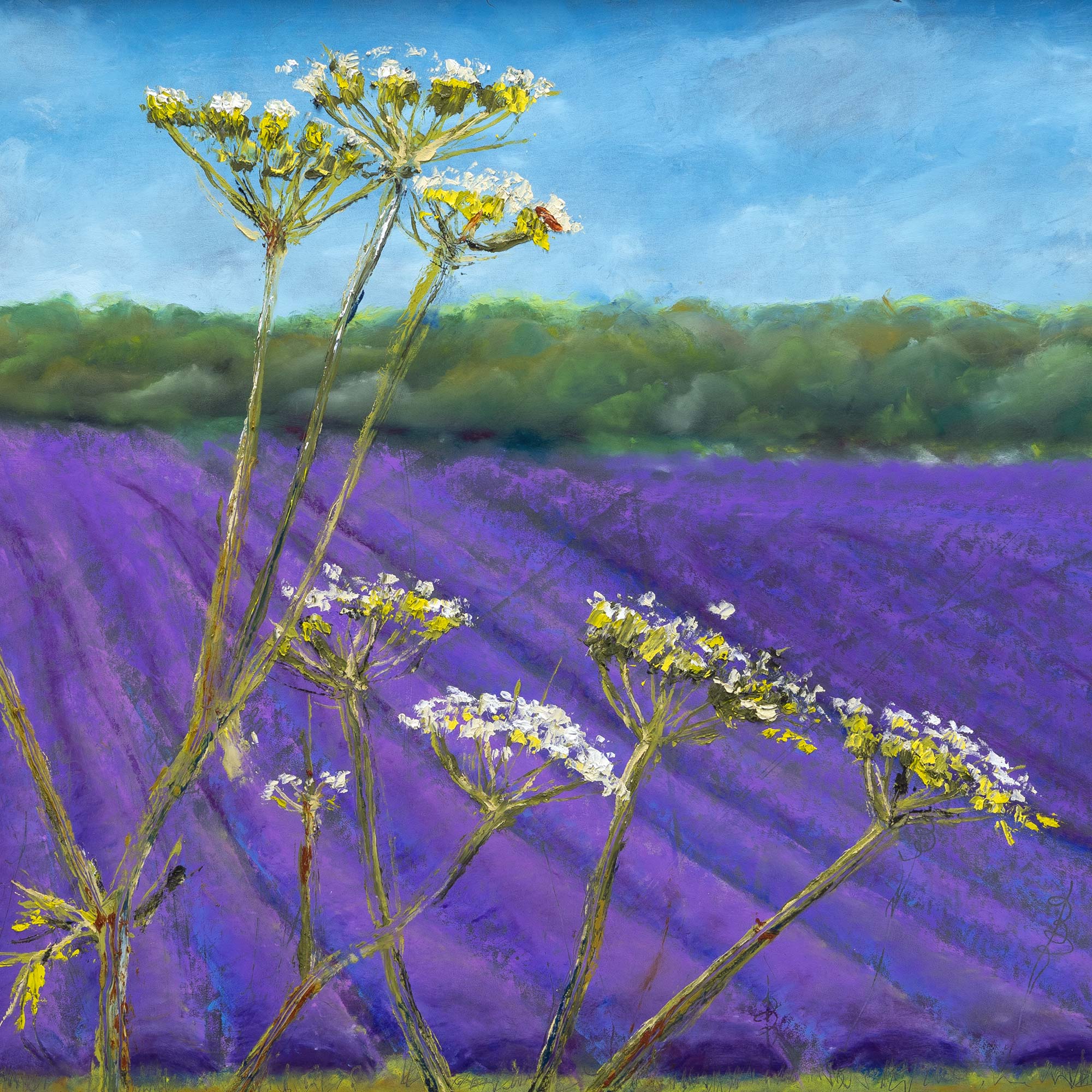 Lavender Field, Castle Farm