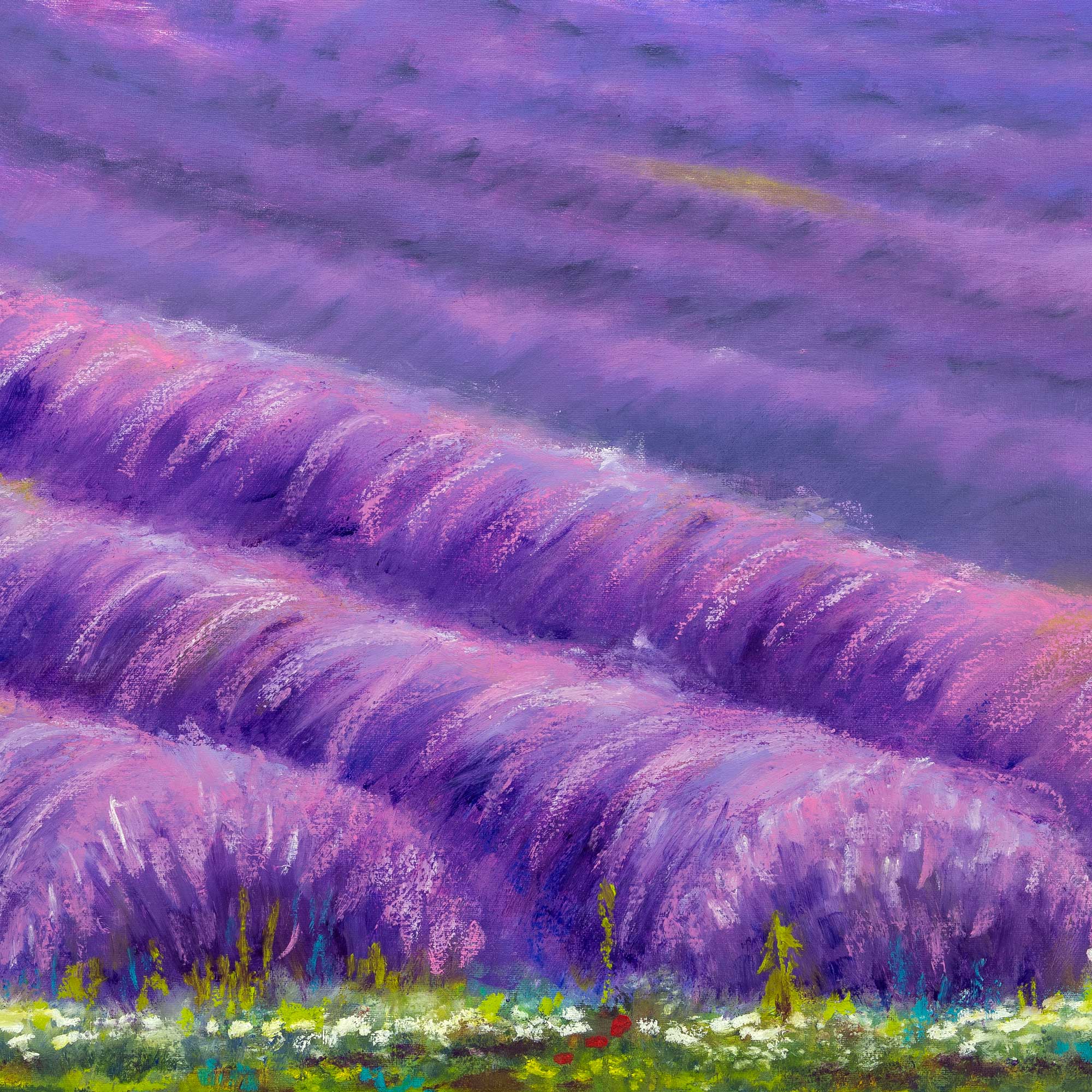 Lavender Fields