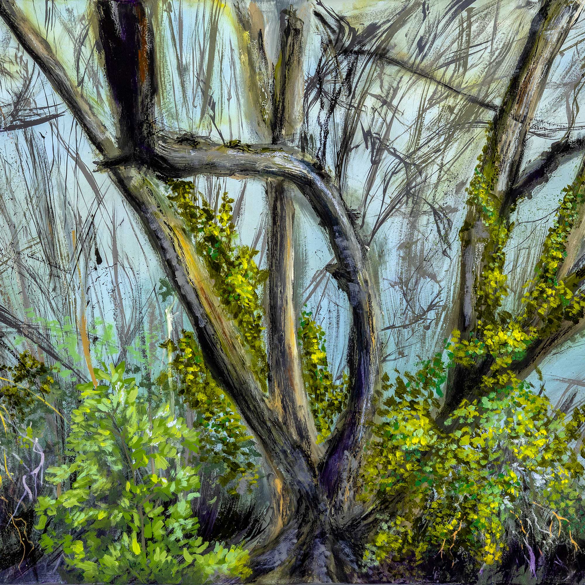 Old Wych Elm in Central Park Dartford
