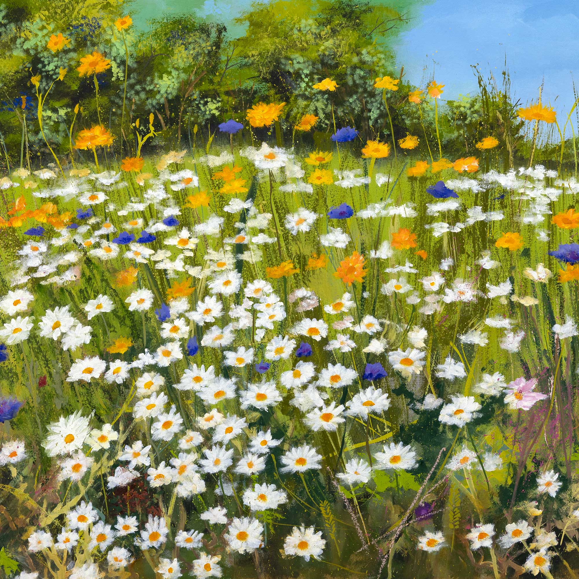 Wildflower Meadow at Darenth Country Park